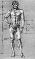 Пропорции мужского тела
